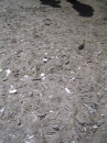 Gypsum crystals on the lake bed