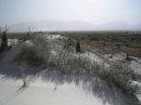 Vegetated parabolic dune on the southern fringe of White Sands.