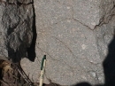 Dike at Cucharas River crossing on CO12  Dike rock away from contact  Note larger phenocrysts  