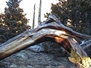 Gnarly log  on West Spanish Peak trail  