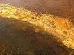 Microbial life in geyser pool
