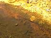 Microbial life in geyser pool (detail)