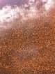 Grand Prismatic Spring (detail).  Red filimentary features are microbial life.