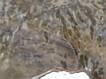 Brown filimentary microbial colonies in warm geyser runoff stream.    Lower Geyser Basin  
